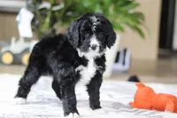 Zane, a male Bernedoodle for sale in Dundee, OH – Photo 3 of 6