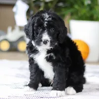 Zane, a male Bernedoodle for sale in Dundee, OH – Photo 1 of 6