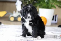 Zane, a male Bernedoodle for sale in Dundee, OH – Photo 1 of 6