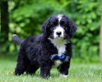 Jones, a male Bernedoodle for sale in Dundee, OH – Photo 6 of 6
