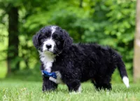 Jones, a male Bernedoodle for sale in Dundee, OH – Photo 3 of 6