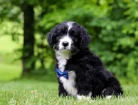 Jones, a male Bernedoodle for sale in Dundee, OH – Photo 1 of 6