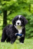 Jones, a male Bernedoodle for sale in Dundee, OH – Photo 5 of 6