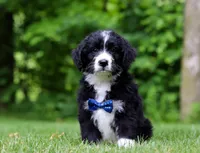 Jones, a male Bernedoodle for sale in Dundee, OH – Photo 2 of 6