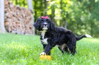 Pumpkin, a female Bernedoodle for sale in Dundee, OH – 7 of 9