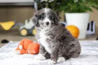 Logan, a male Bernedoodle for sale in Dundee, OH – Photo 2 of 6