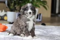 Logan, a male Bernedoodle for sale in Dundee, OH – Photo 6 of 6