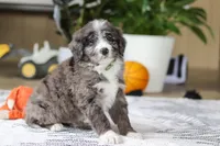 Logan, a male Bernedoodle for sale in Dundee, OH – Photo 5 of 6