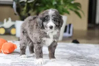 Logan, a male Bernedoodle for sale in Dundee, OH – Photo 3 of 6