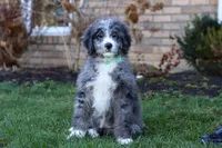 Logan, a male Bernedoodle for sale in Dundee, OH – Photo 4 of 4