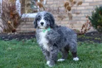 Logan, a male Bernedoodle for sale in Dundee, OH – Photo 2 of 4