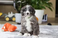 Logan, a male Bernedoodle for sale in Dundee, OH – Photo 1 of 6