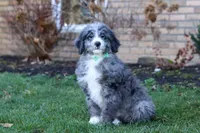 Logan, a male Bernedoodle for sale in Dundee, OH – Photo 1 of 4