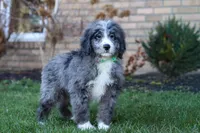 Logan, a male Bernedoodle for sale in Dundee, OH – Photo 3 of 4