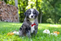 Chester, a male Bernedoodle for sale in Dundee, OH – 4 of 9