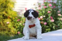 Hunter, a male Portuguese Water Dog for sale in Dundee, OH – Photo 1 of 6