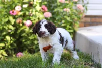 Hunter, a male Portuguese Water Dog for sale in Dundee, OH – Photo 4 of 6