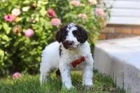 Hunter, a male Portuguese Water Dog for sale in Dundee, OH – Photo 5 of 6