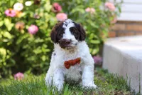 Hunter, a male Portuguese Water Dog for sale in Dundee, OH – Photo 2 of 6