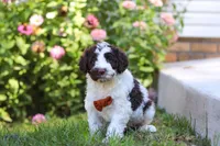 Hunter, a male Portuguese Water Dog for sale in Dundee, OH – Photo 6 of 6