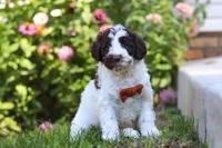 Hunter, a male Portuguese Water Dog for sale in Dundee, OH – Photo 3 of 6