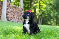 Pumpkin, a female Bernedoodle for sale in Dundee, OH – 3 of 9