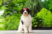 Lindsey, a female Portuguese Water Dog for sale in Dundee, OH – 2 of 8