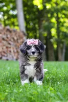 Willow, a female Bernedoodle for sale in Dundee, OH – 7 of 8