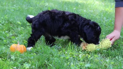 Pumpkin, a female Bernedoodle for sale in Dundee, OH – 9 of 9