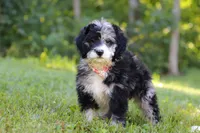 Anya, a female Bernedoodle for sale in Dundee, OH – Photo 6 of 8