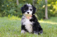 Anya, a female Bernedoodle for sale in Dundee, OH – Photo 3 of 8