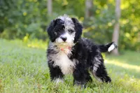Anya, a female Bernedoodle for sale in Dundee, OH – Photo 8 of 8