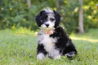 Anya, a female Bernedoodle for sale in Dundee, OH – Photo 1 of 8