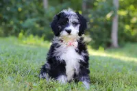 Anya, a female Bernedoodle for sale in Dundee, OH – Photo 4 of 8