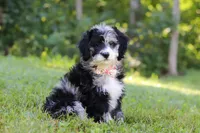 Anya, a female Bernedoodle for sale in Dundee, OH – Photo 2 of 8