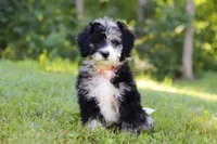 Anya, a female Bernedoodle for sale in Dundee, OH – Photo 7 of 8