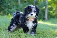 Anya, a female Bernedoodle for sale in Dundee, OH – Photo 5 of 8