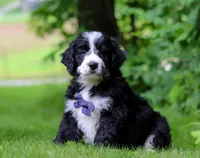 Wesley, a male Bernedoodle for sale in Dundee, OH – Photo 5 of 6