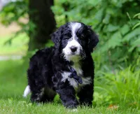 Wesley, a male Bernedoodle for sale in Dundee, OH – Photo 1 of 6