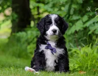Wesley, a male Bernedoodle for sale in Dundee, OH – Photo 3 of 6