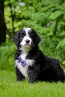 Wesley, a male Bernedoodle for sale in Dundee, OH – Photo 6 of 6