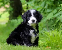 Wesley, a male Bernedoodle for sale in Dundee, OH – Photo 2 of 6