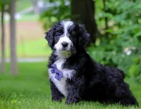 Wesley, a male Bernedoodle for sale in Dundee, OH – Photo 4 of 6