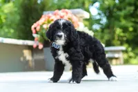 Blake, a male Bernedoodle for sale in Dundee, OH – 5 of 7