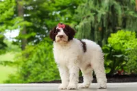 Lindsey, a female Portuguese Water Dog for sale in Dundee, OH – 6 of 8