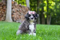 Willow, a female Bernedoodle for sale in Dundee, OH – 6 of 8