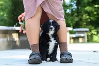 Blake, a male Bernedoodle for sale in Dundee, OH – 4 of 7