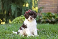 Hazel, a female Portuguese Water Dog for sale in Dundee, OH – Photo 3 of 8