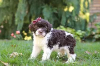 Hazel, a female Portuguese Water Dog for sale in Dundee, OH – Photo 6 of 8