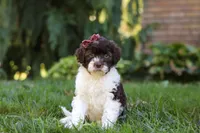 Hazel, a female Portuguese Water Dog for sale in Dundee, OH – Photo 2 of 8